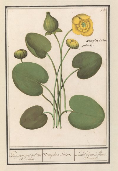 Yellow Water-lily (Nuphar lutea) by Anselmus Boëtius de Boodt