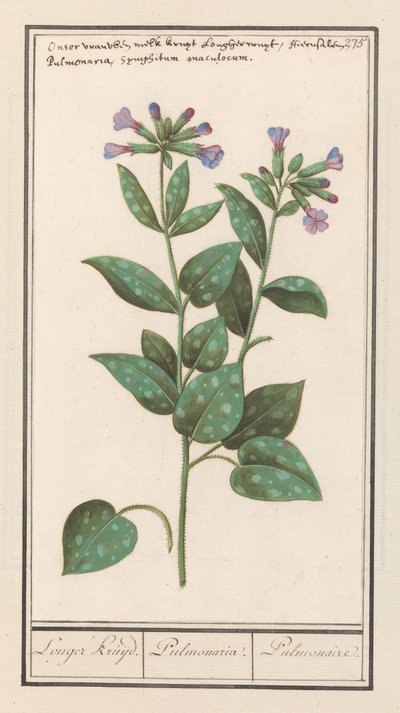 Spotted Lungwort (Pulmonaria officinalis) by Anselmus Boëtius de Boodt