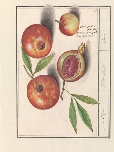 Pomegranate (Punica granatum) by Anselmus Boëtius de Boodt