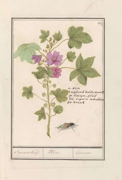Common Mallow (Malva sylvestris) by Anselmus Boëtius de Boodt