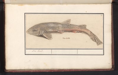 Lesser Spotted Dogfish (Scyliorhinus canicula) by Anselmus Boëtius de Boodt