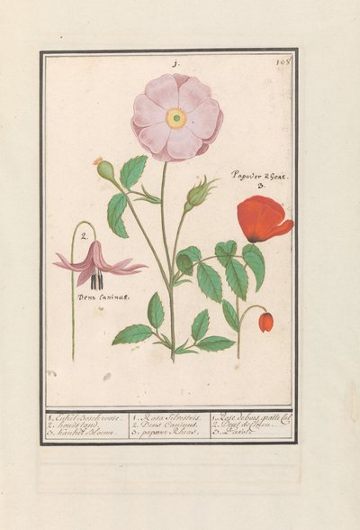 Dogtooth Violet, Wild Rose, and Poppy by Anselmus Boëtius de Boodt