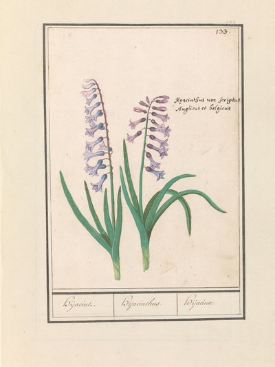 Hyacinth (Hyacinthus orientalis) by Anselmus Boëtius de Boodt