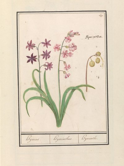 Hyacinth (Hyacinthus orientalis) by Anselmus Boëtius de Boodt