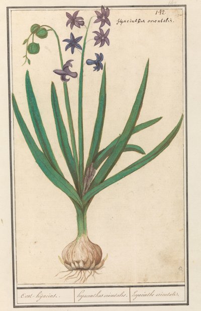 Hyacinth (Hyacinthus orientalis) by Anselmus Boëtius de Boodt
