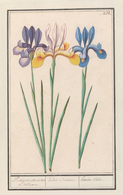 Iris (Iris sibirica) by Anselmus Boëtius de Boodt
