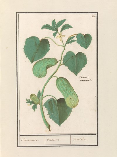 Cucumber (Cucumis sativus) by Anselmus Boëtius de Boodt