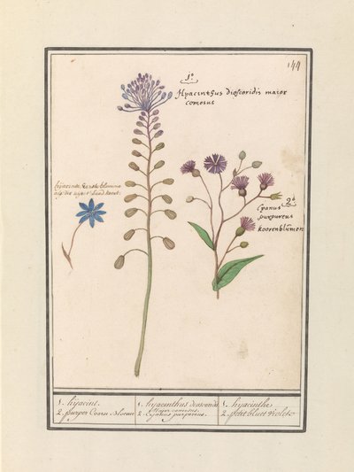 Tassel Hyacinth (Muscari comosum) and Cornflower (Centaurea) by Anselmus Boëtius de Boodt