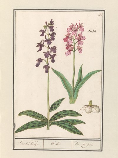 Orchid (Orchidaceae) by Anselmus Boëtius de Boodt