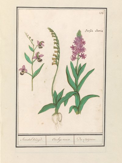 Orchid (Orchidaceae) by Anselmus Boëtius de Boodt