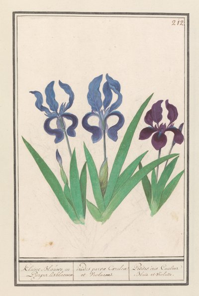 Purple Iris (Iris germanica) by Anselmus Boëtius de Boodt
