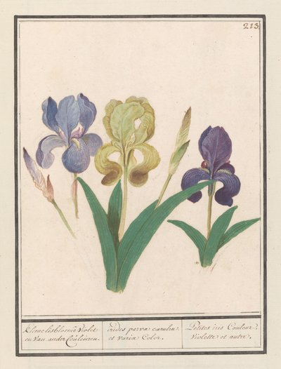 Purple Iris (Iris germanica) by Anselmus Boëtius de Boodt