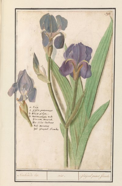 Purple Iris (Iris germanica) by Anselmus Boëtius de Boodt