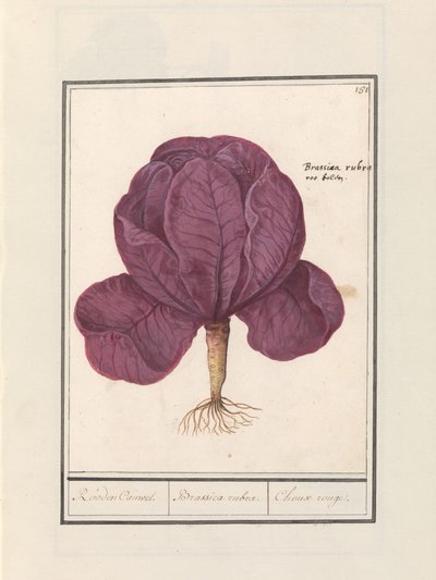 Red Cabbage (Brassica oleracea convar. capitata var. rubra) by Anselmus Boëtius de Boodt