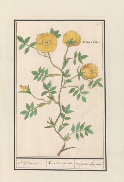 Rose (Rosa) by Anselmus Boëtius de Boodt