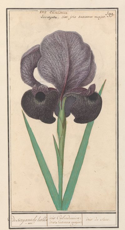 Mourning Iris (Iris susiana) by Anselmus Boëtius de Boodt