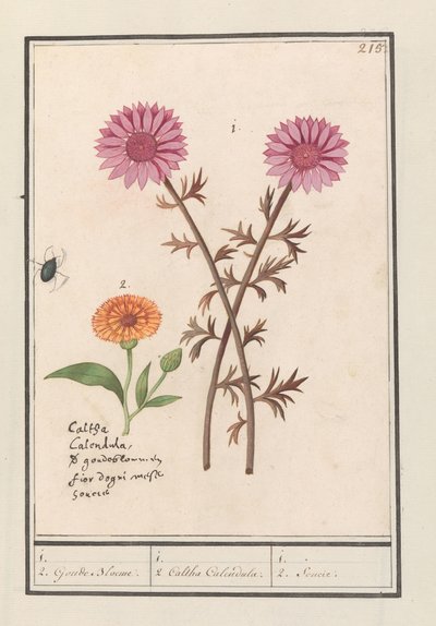 Pink Flower (unknown) and Marigold (Calendula officinalis) by Anselmus Boëtius de Boodt