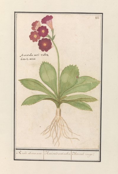 Primrose (Primula) by Anselmus Boëtius de Boodt