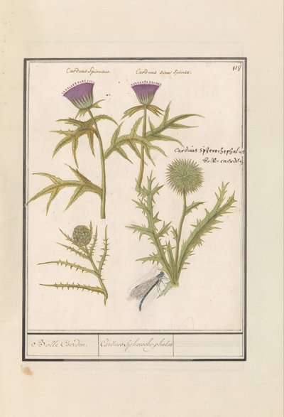 Thistle (Carduus) and Artichoke (Cynara cardunculus) by Anselmus Boëtius de Boodt