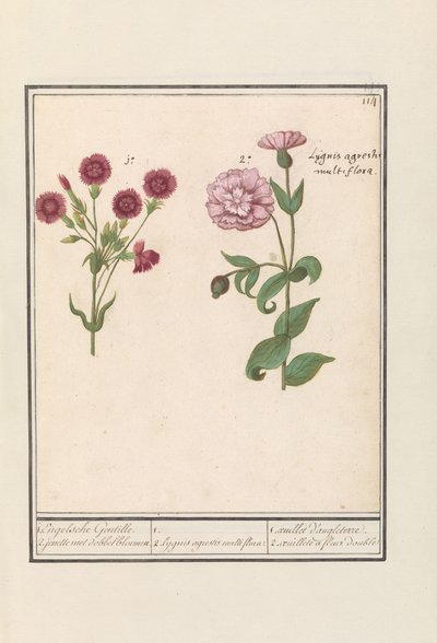 Two Carnations (Dianthus) by Anselmus Boëtius de Boodt