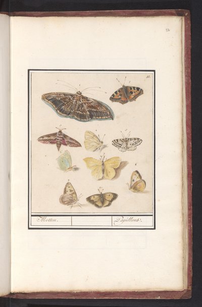 Moths and Butterflies by Anselmus Boëtius de Boodt
