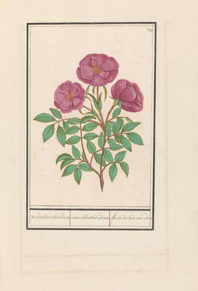 Wild Rose (Rosa) by Anselmus Boëtius de Boodt