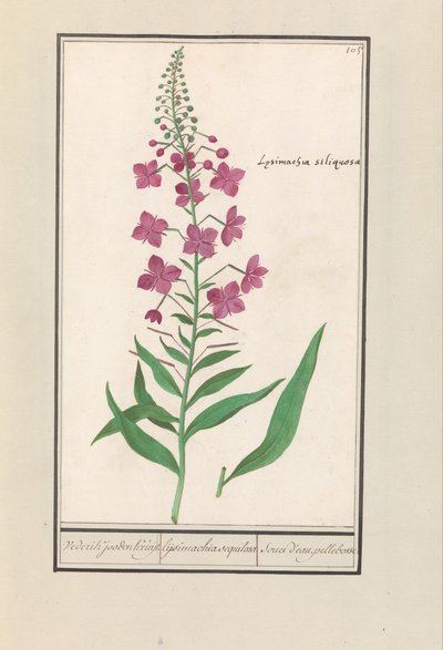 Willowherb (Chamerion angustifolium) by Anselmus Boëtius de Boodt