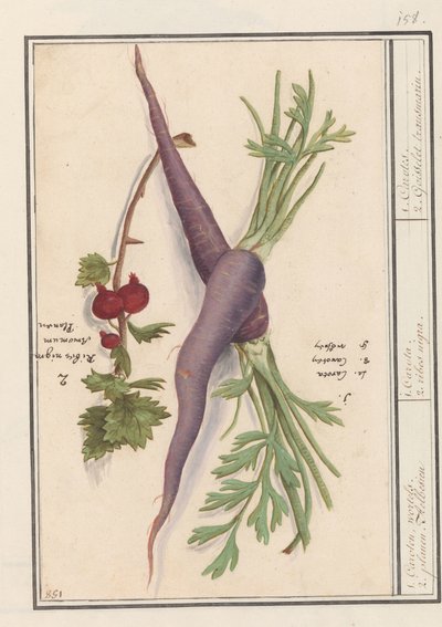 Carrot (Daucus carota) and Red Currant (Ribes rubrum) by Anselmus Boëtius de Boodt