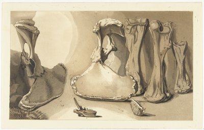 Washed up bones (Some bones thrown up by the breaking of the dyke at Loenen) by Anthonie van den Bos