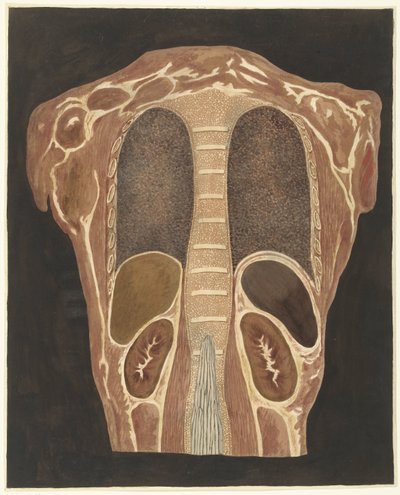 Anatomical Study of the Organs in the Chest, Seen from the Back by Anthonie van den Bos