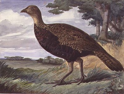 Pheasant and Greyhen Hybrid by Anthony Frederick Augustus Sandys