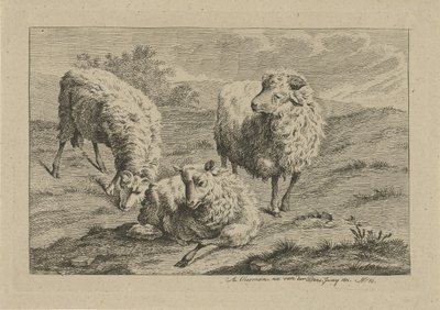 Three Sheep by Anthony Oberman