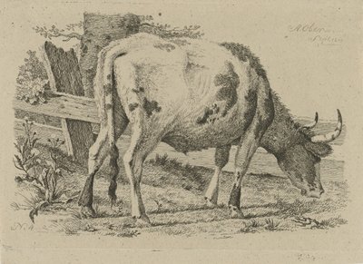 Grazing Cow by a Fence (Studies of Cows, Sheep, and Goats) by Anthony Oberman
