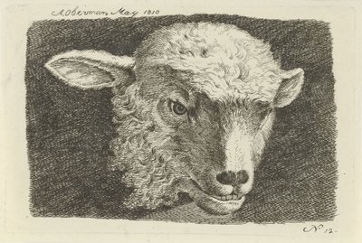 Head of a Lamb (series title: Studies of Cows, Sheep, and Goats) by Anthony Oberman