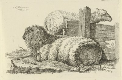 Lying Sheep and Ram Studies of Cows, Sheep, and Goats (series title) by Anthony Oberman
