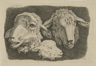 Two Sheep Heads and a Lamb Head (Studies of Cows, Sheep, and Goats series) by Anthony Oberman
