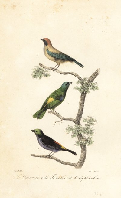 Burnished-buff tanager, green-headed tanager and paradise tanager by Antoine (after) Chazal