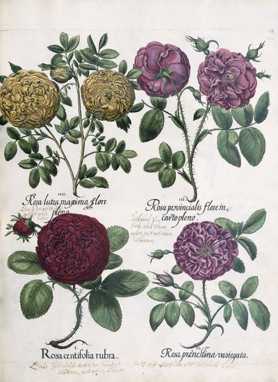 Four Types of Roses by Antoine Pesne