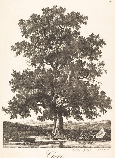 Oak Tree by Antoine Pierre Mongin