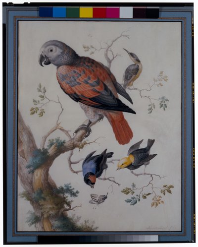 A Red and Grey Parrot with Other Exotic Birds by Anton Henstenburgh