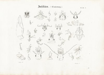 Anatomy of Insects by Anton Wachsmann