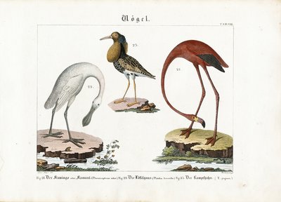 Flamingo, Spoonbill and Ruff by Anton Wachsmann
