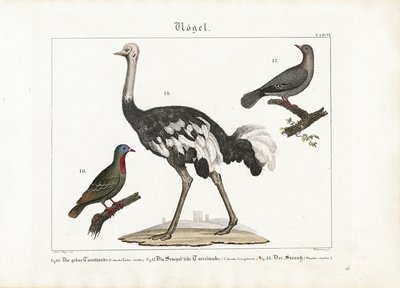 Green Pigeon, Laughing Dove and African Ostrich by Anton Wachsmann