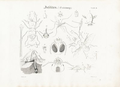 Insect Anatomy by Anton Wachsmann