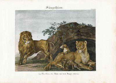 Lion Family in Their Natural Habitat by Anton Wachsmann