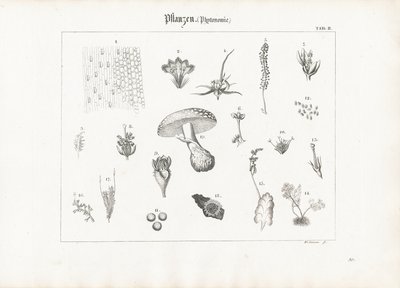 Plant Anatomy and Fungal Forms by Anton Wachsmann