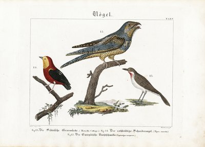 Siberian Rubythroat, Tanager and European Nightjar by Anton Wachsmann