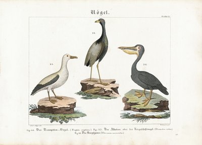 Trumpeter, Albatross and Pelican by Anton Wachsmann