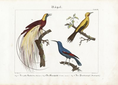 Yellow Woodpecker, Wall Creeper and Bird of Paradise by Anton Wachsmann