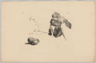 Amaryllis and Walnuts (Flower and Fruit Studies, 3rd Issue) by Anton Weiss